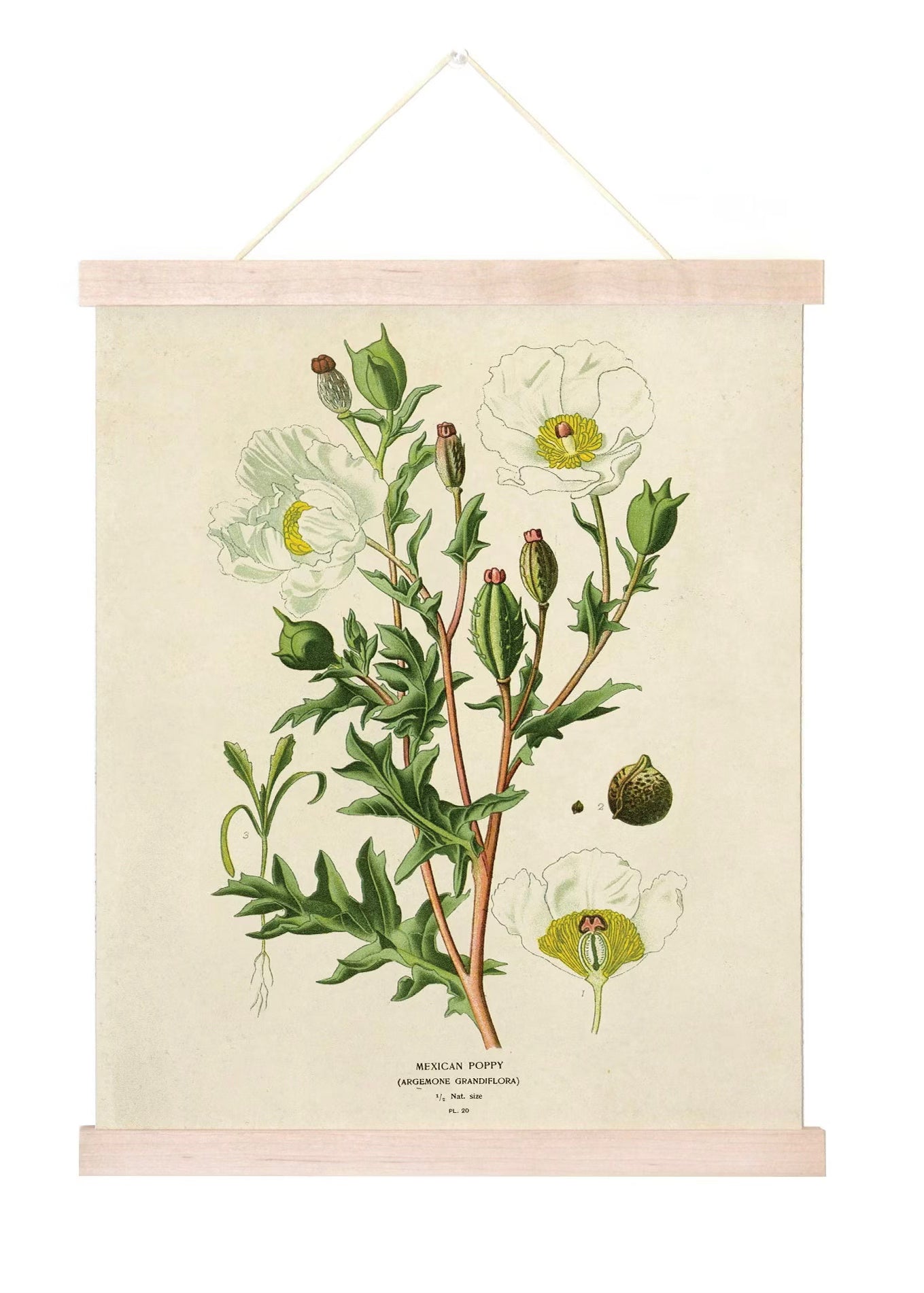 Mexican Poppy Vintage Botanical Print w/ Natural frame