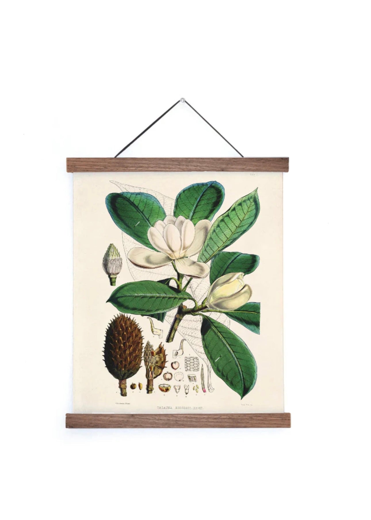 Magnolia Flower Vintage Botanical Print w/ Walnut frame