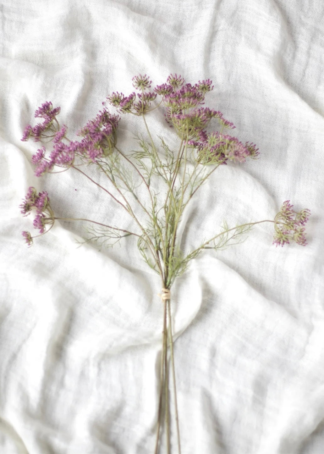 Queen Anne's Lace
