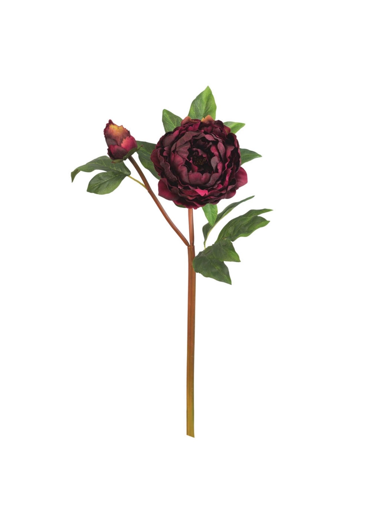 Burgundy Peony