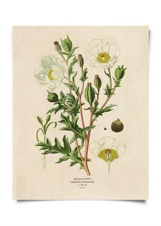 Mexican Poppy Vintage Botanical Print w/ Natural frame
