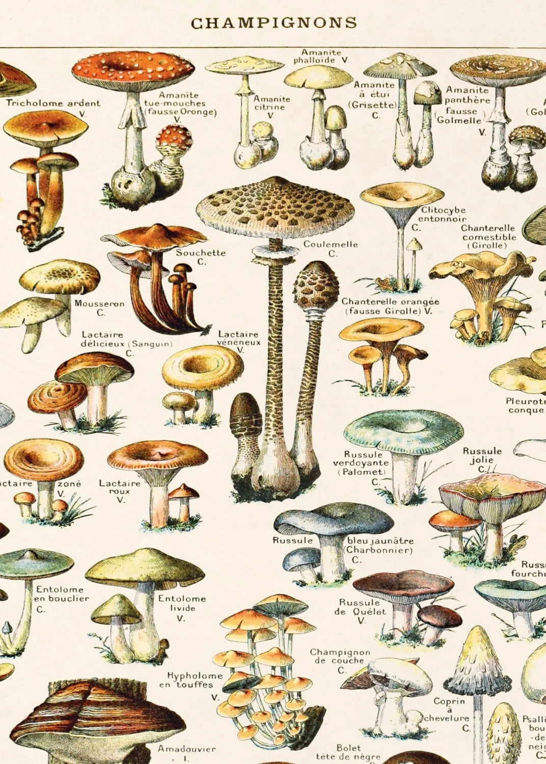 French Champignons Mushroom Vintage Print w/ Natural frame