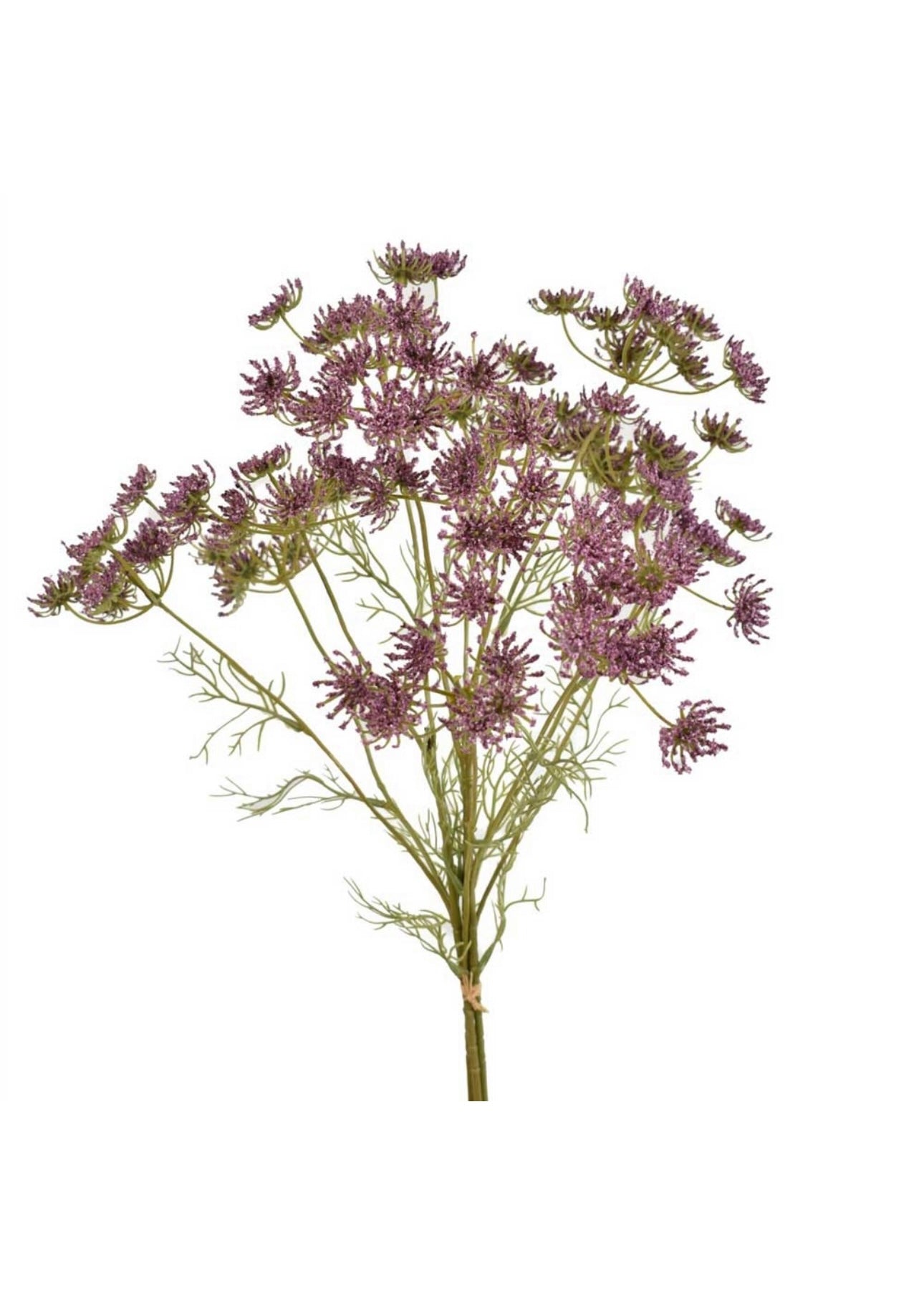 Queen Anne's Lace