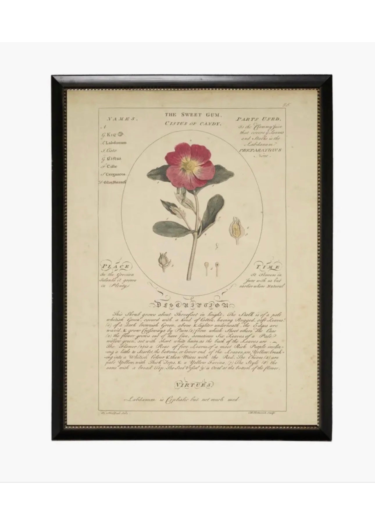 Vintage Flower - Black Frame