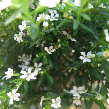 Live White Mexican Heather Topiary in 4 Inch Pot