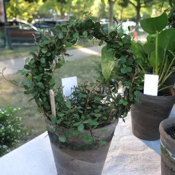 Live 5 Inch Woven Angel Vine Ring in 4 Inch Pot