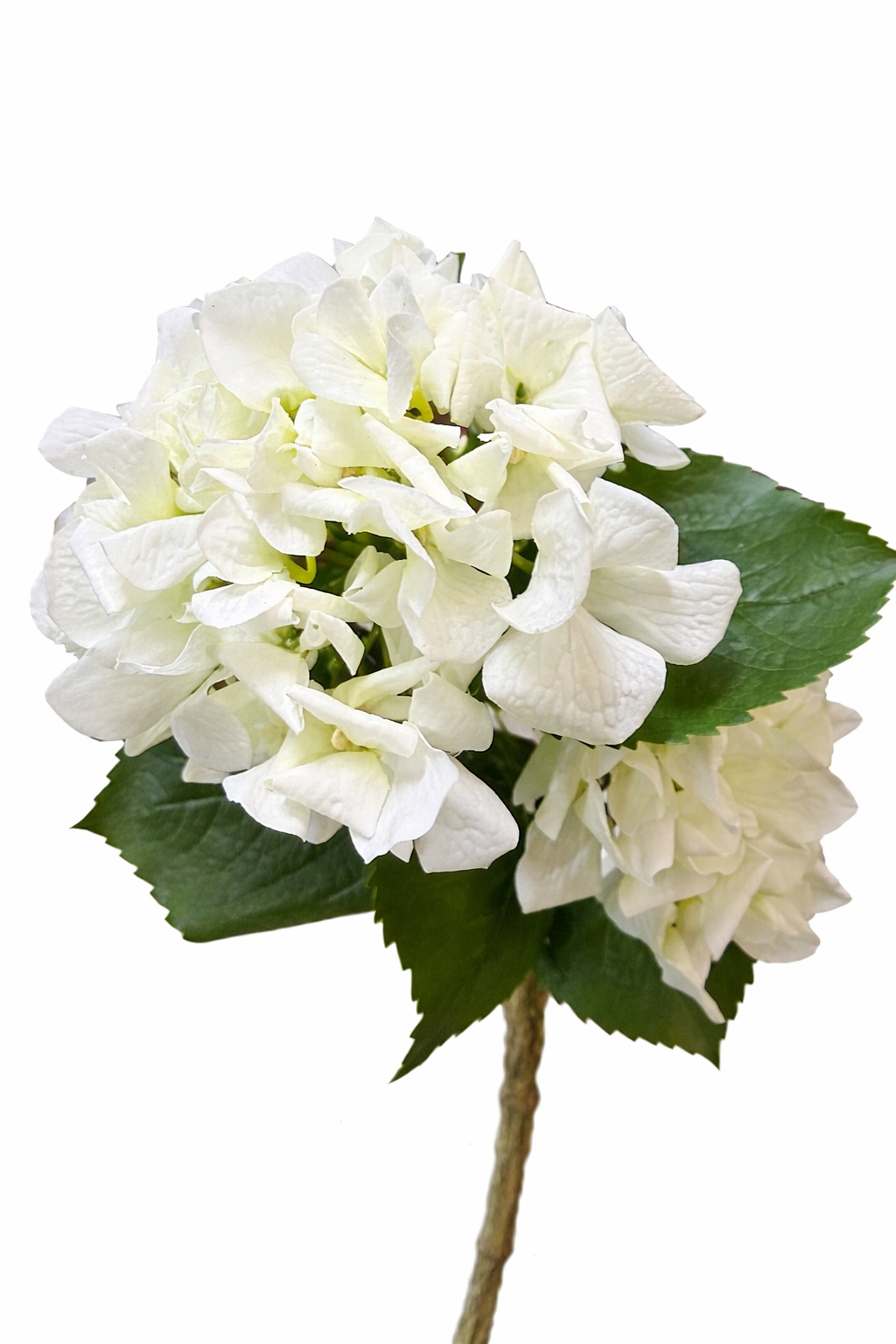 24"Lux Designer-Grade Ultra-Realistic Hydrangea–(7"Bloom): Elegant Brown