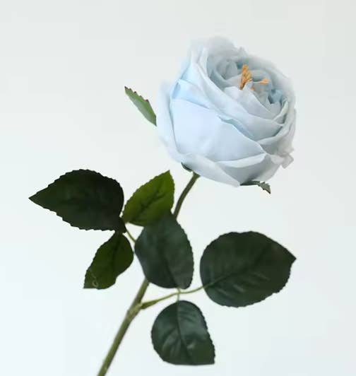 17"Real touch English Austin Cabbage Rose Stem: Pure White