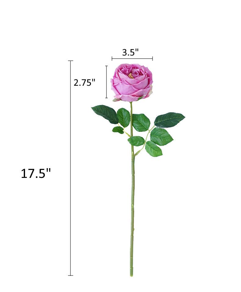 17"Real touch English Austin Cabbage Rose Stem: Pure White