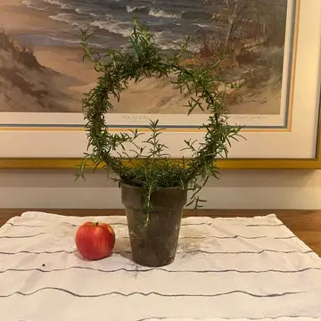 Live 8 Inch Rosemary Ring in 5 Inch Pot