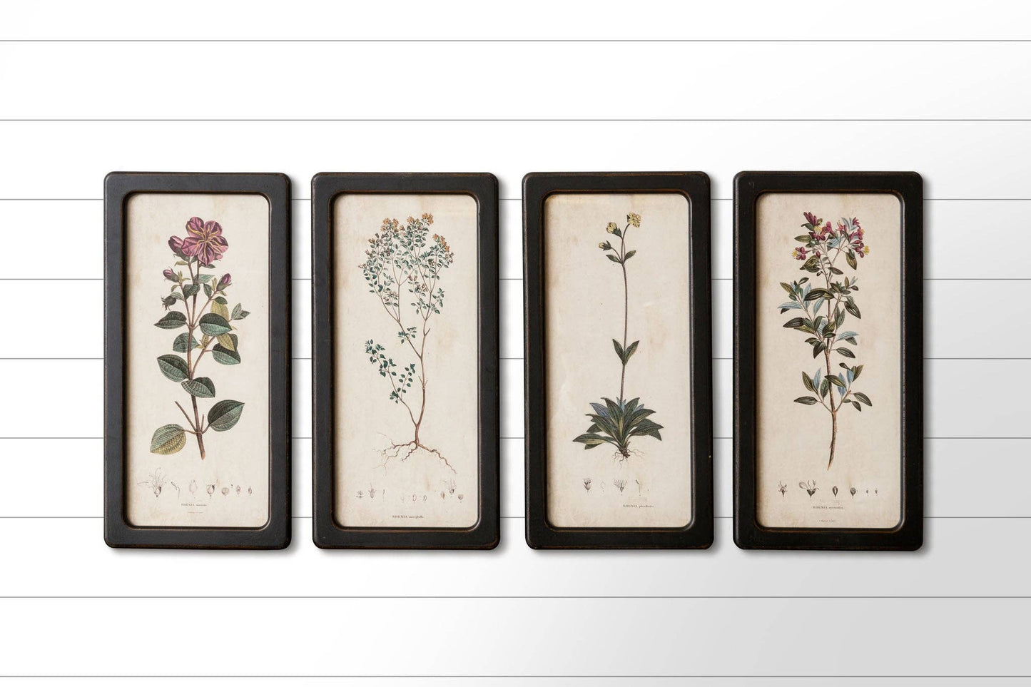 Framed Prints - Botanicals Assorted