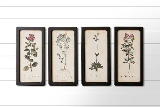 Framed Prints - Botanicals Assorted