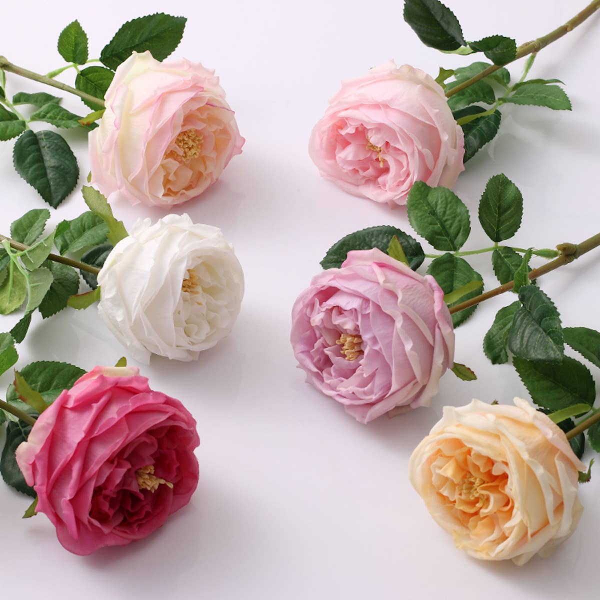 17"Real touch English Austin Cabbage Rose Stem: Pure White