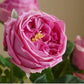 17"Real touch English Austin Cabbage Rose Stem: Pure White