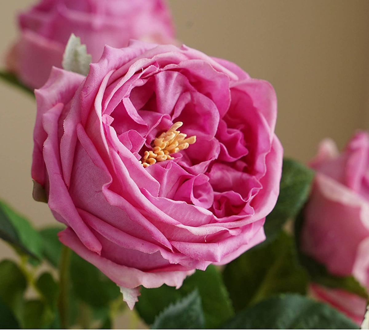17"Real touch English Austin Cabbage Rose Stem: Pure White