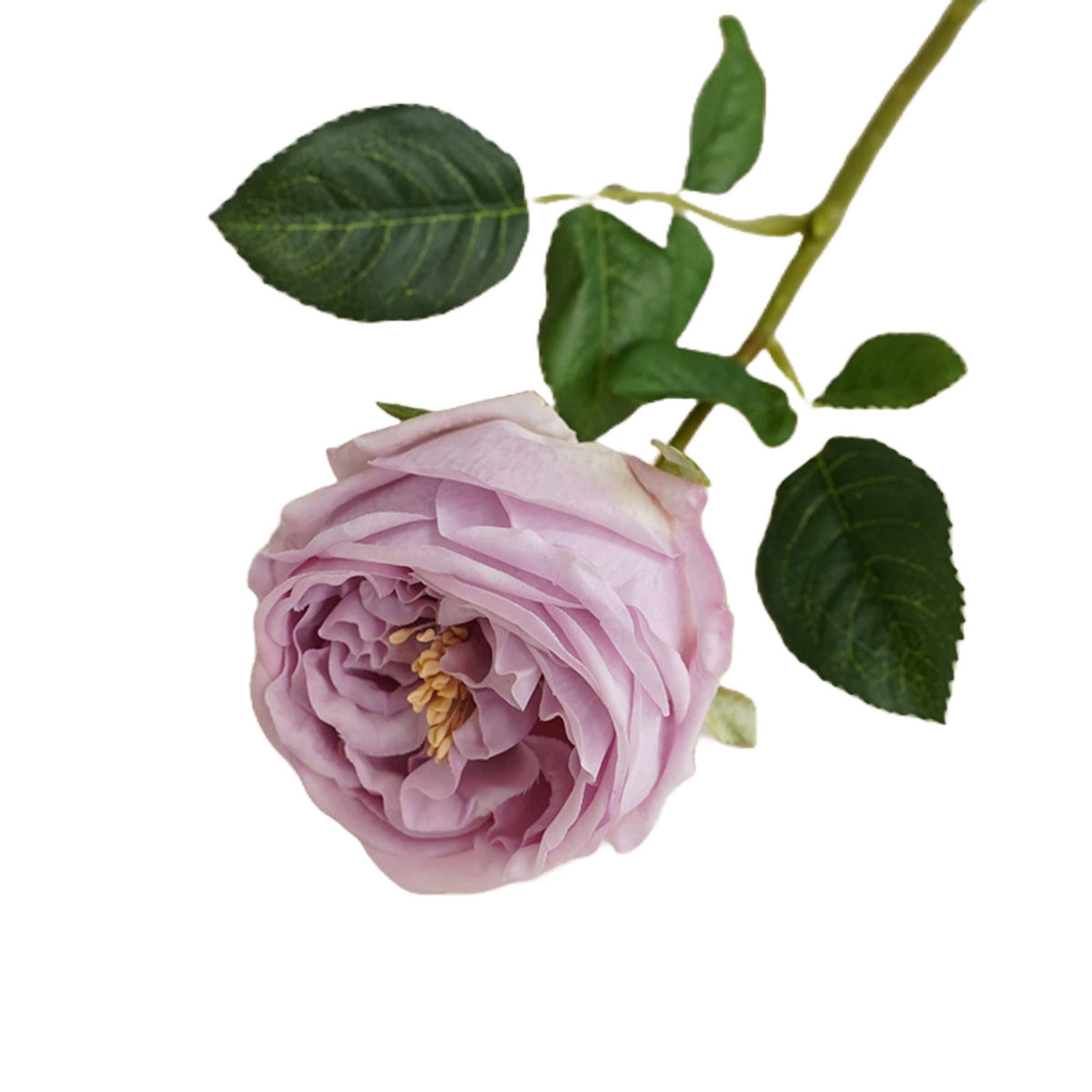 17"Real touch English Austin Cabbage Rose Stem: Pure White