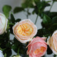 18"Elegant Real touch Juliet Rose-Moisture-touch coating: Soft Blue