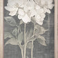 35x18 Dark Vintage Botanicals