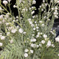 Frosted Soft touch Baby's breath spray