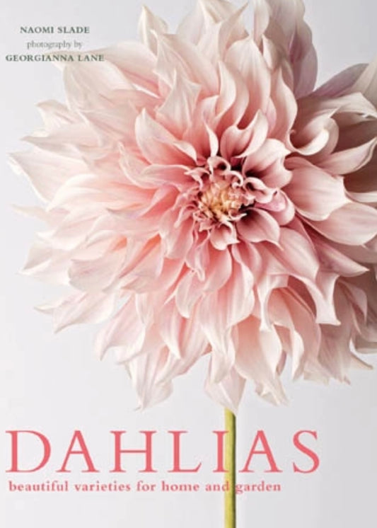 Dahlias; Beautiful Varieties for Home & Garden
