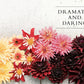 Dahlias; Beautiful Varieties for Home & Garden