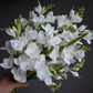 20” Freesia with 2 sprays