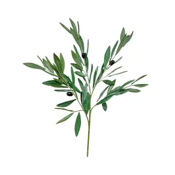 Olive Branch