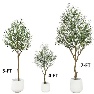 Olive Tree 5'