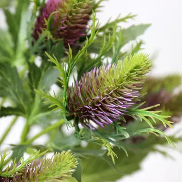 Sea Holly Thistle