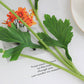 18" Real Touch Ranunculus: Coral