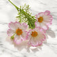 20" Real Touch Cosmos White with pink