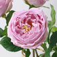17"Real touch English Austin Cabbage Rose Stem: Pure White