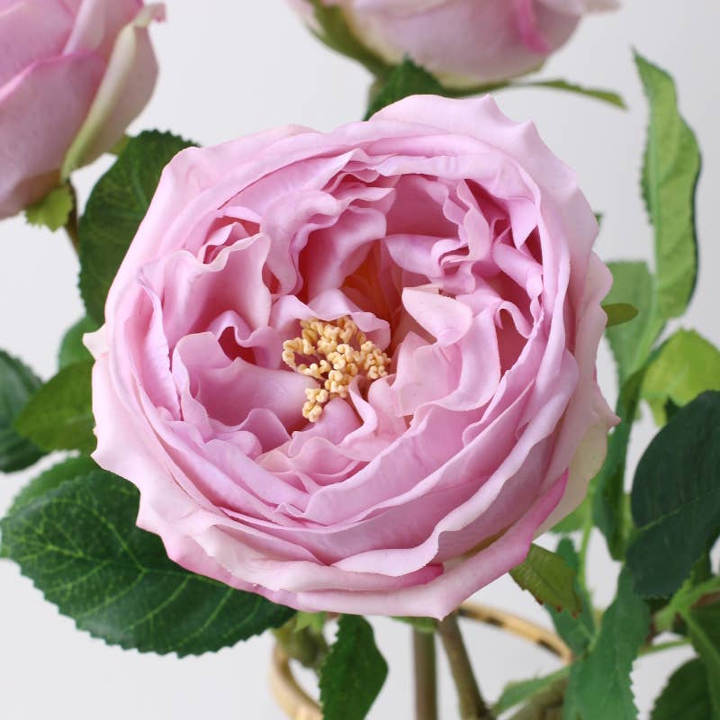 17"Real touch English Austin Cabbage Rose Stem: Pure White