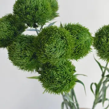 Dianthus - Green Ball