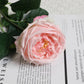 17"Real touch English Austin Cabbage Rose Stem: Pure White