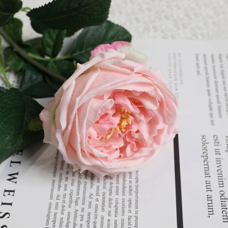 17"Real touch English Austin Cabbage Rose Stem: Pure White