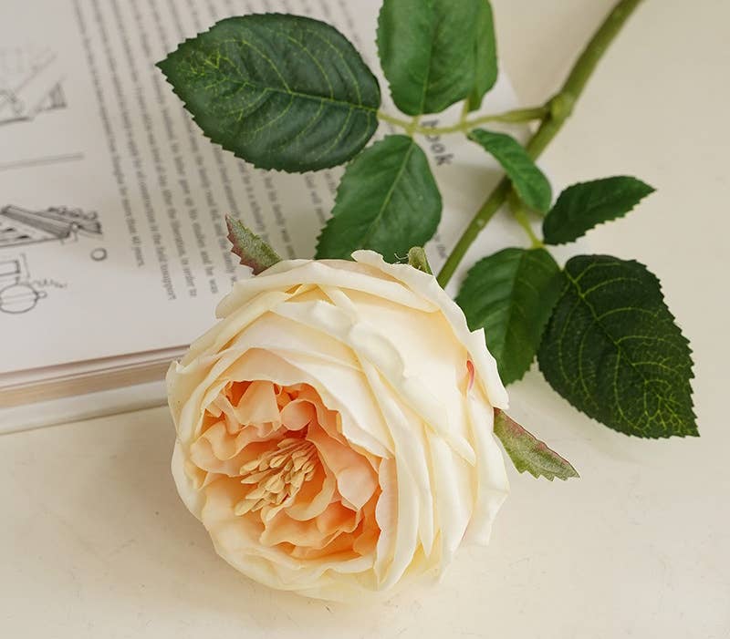 17"Real touch English Austin Cabbage Rose Stem: Pure White