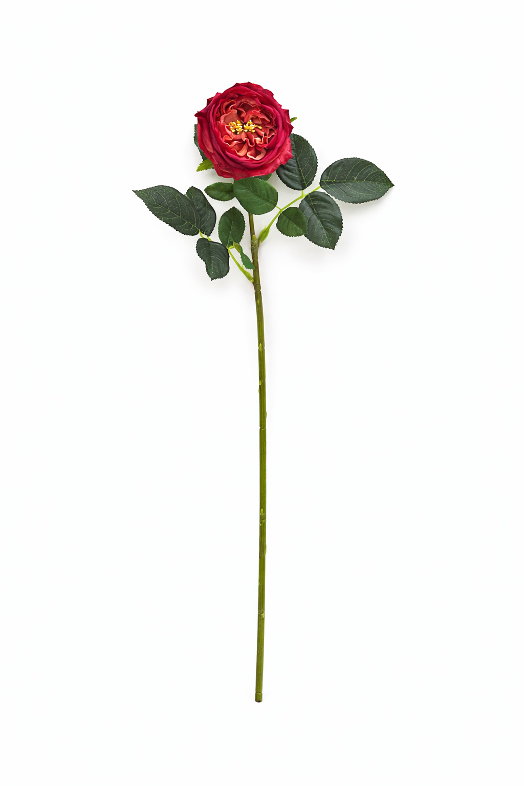 17"Real touch English Austin Cabbage Rose Stem: Pure White