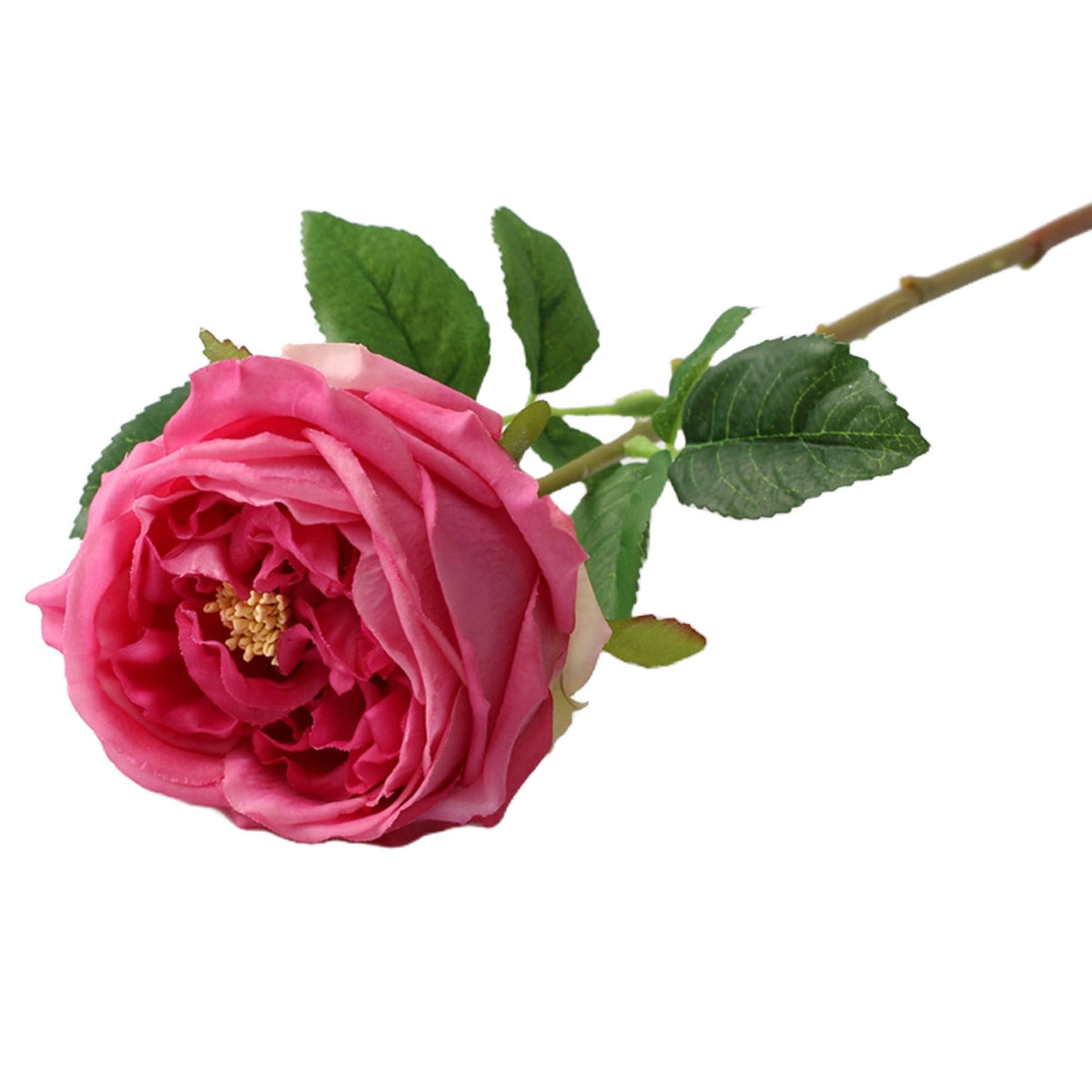 17"Real touch English Austin Cabbage Rose Stem: Pure White