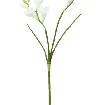 Freesia - White