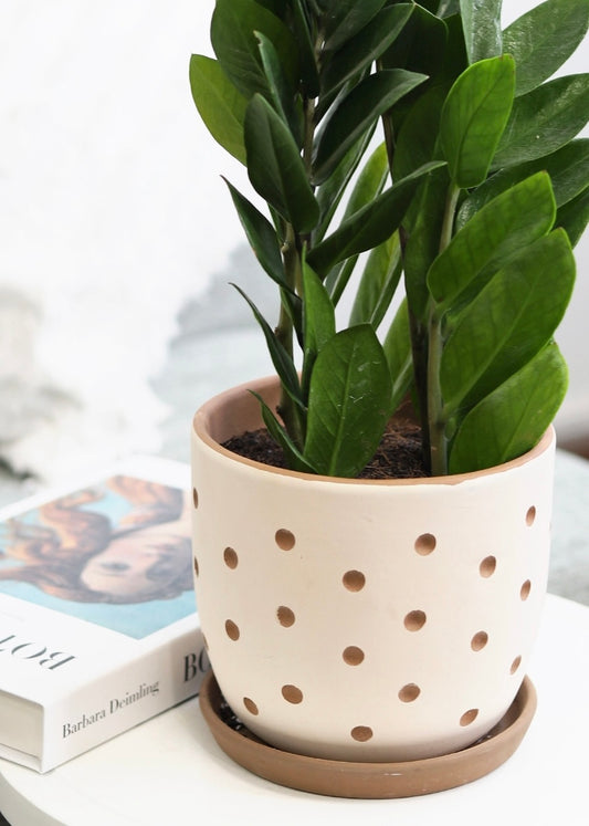 Polka dot planter