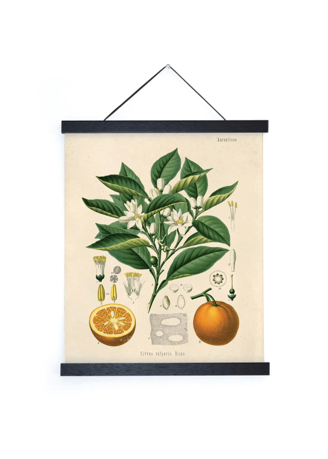 Citrus Orange Vintage Botanical Print w/ Black frame