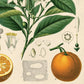 Citrus Orange Vintage Botanical Print w/ Black frame
