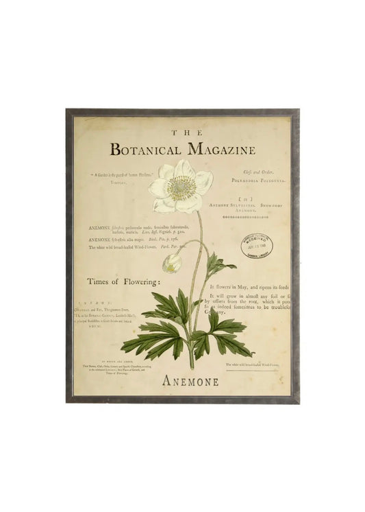 Anemone on botanical background