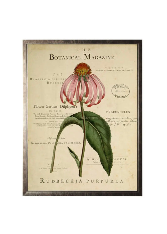 Coneflower On Botanical Magazine