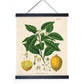 Citrus Lemon Vintage Botanical Print w/ Black frame