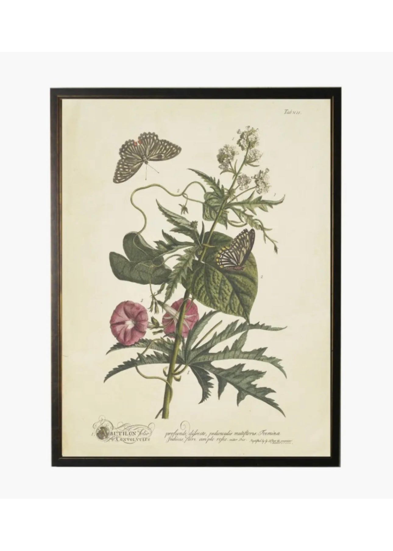 Vintage Floral and Butterfly Print - Silver Frame