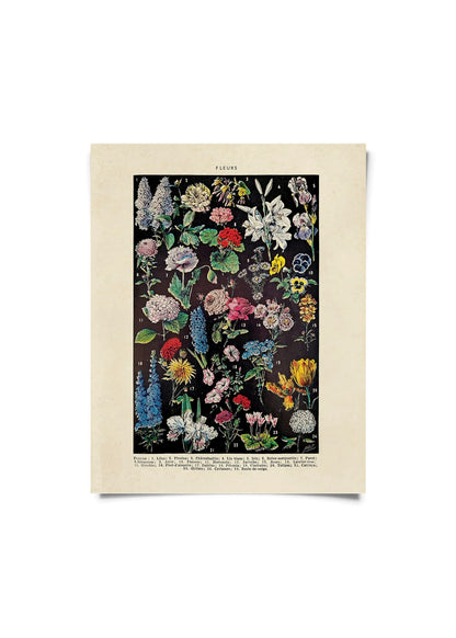 Fleurs 2 Garden Flower Vintage Botanical Print w/ Black frame