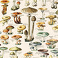 French Champignons Mushroom Vintage Print w/ Natural frame
